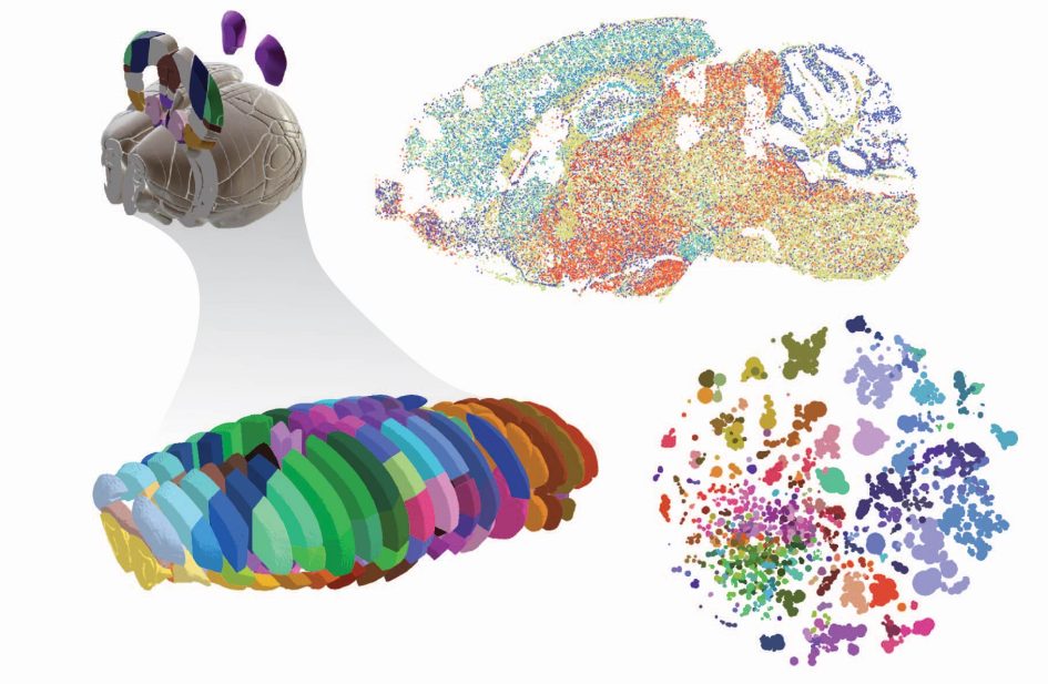 Salk teams assemble first full epigenomic cell atlas of the mouse brain ...
