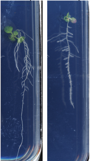 Untreated (left) and mebendazole treated (right) seedling of Arabidopsis thaliana growing on the surface of vertical agar plates. While the root branches of the untreated plant point downwards, mebendazole leads to the branches pointing much more sidewards, leading to a shallower root system.