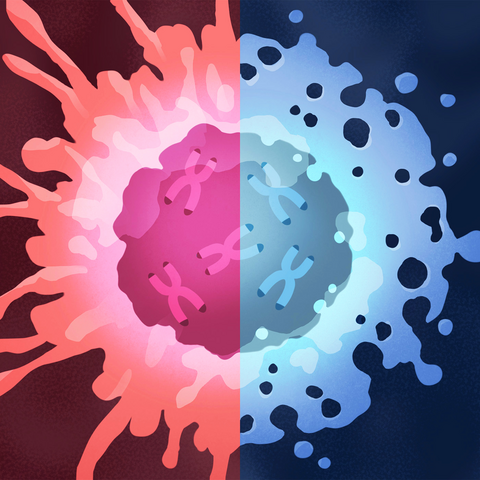 This is an illustration of replicative crisis (a barrier against cancer formation where pre-cancerous cells die). The left red side shows a cell turning cancerous and the right blue side shows a different pathway of the same cell dying.