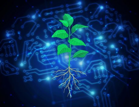 A green leafy plant with its roots exposed on a background of abstract computer imagery representing SLEAP.