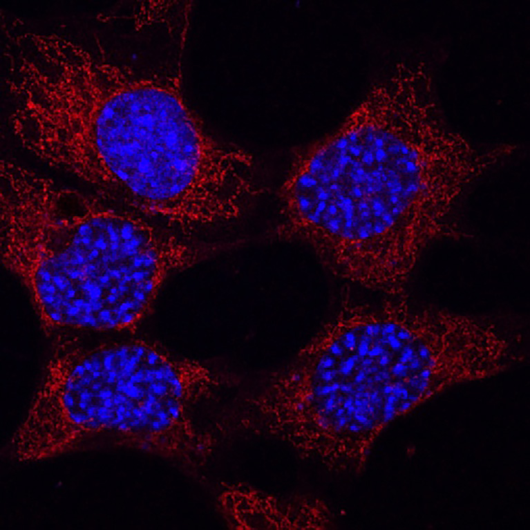 Mouse neuronal cells with mitochondria (red) and nuclei (blue).
