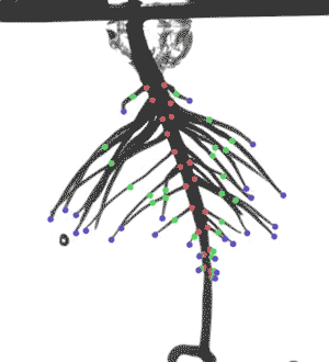 SLEAP y sleap-roots detectan automáticamente puntos de referencia en toda la arquitectura del sistema raíz.