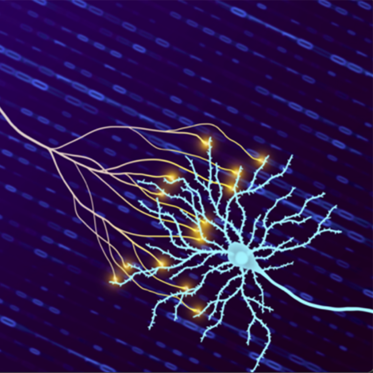 Two neurons, one in full (left, light purple) and one partially out of frame (right, light blue) on top of a background of zeros and ones to symbolize the unit of bits used to quantify information storage in synapses. The neuron on the left is sending messages to the neuron on the right. The electrical pulse of synapses processing and sending information is represented by flashes of yellow where the two neurons meet.