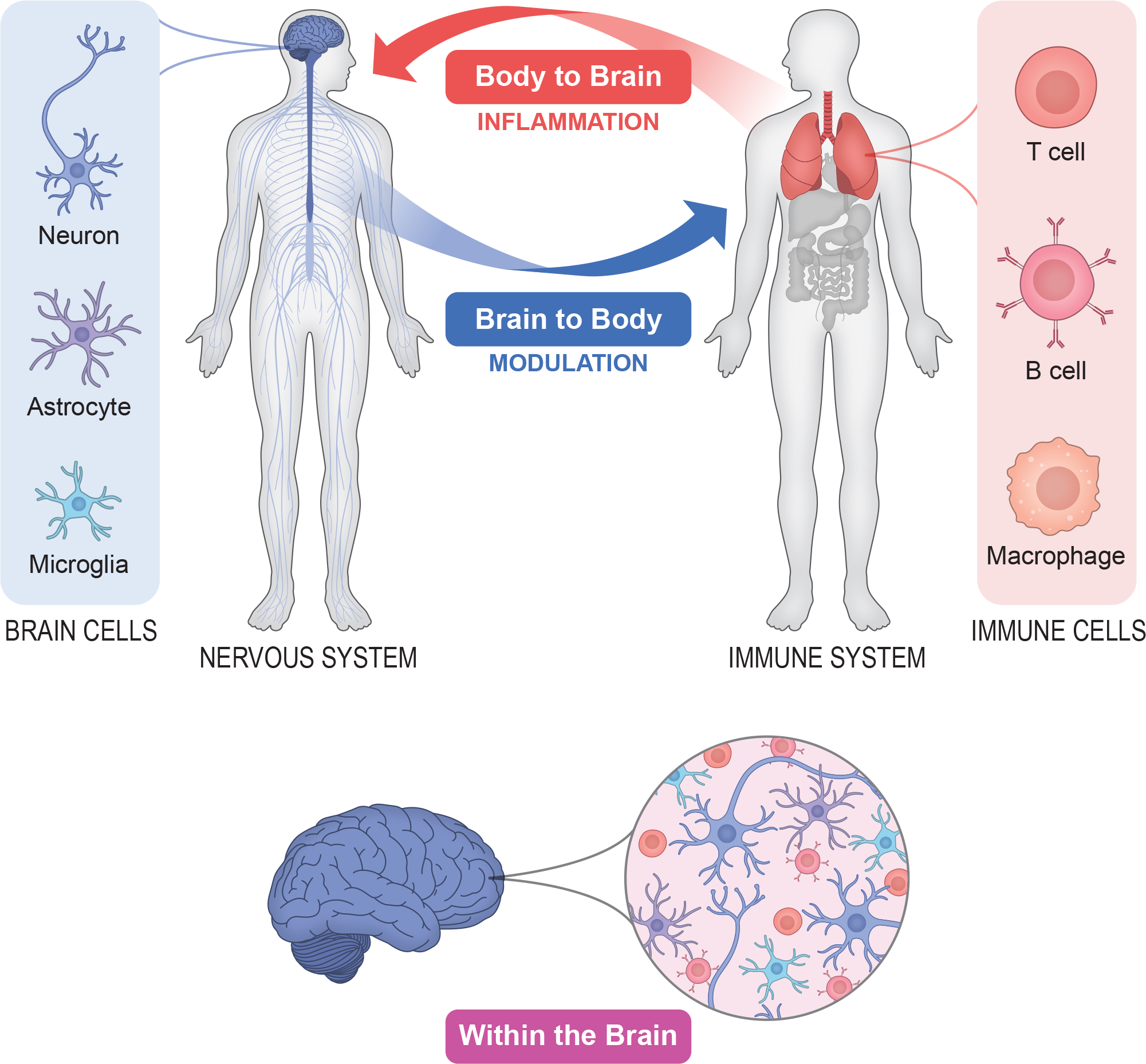 The NOMIS Center s Neuroimmunology Initiative Salk Institute For 