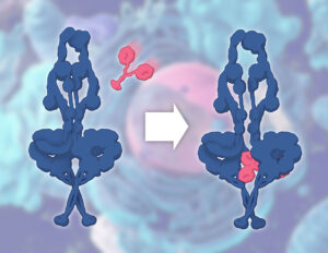 The motor protein dynein (blue) in its locked Phi (left) and unlocked Chi (right) states. The change occurs when Lis1 (pink) attaches to each dynein motor in two places, wedging open and activating dynein.