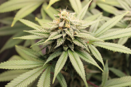 The flowering bud of a female Cannabis sativa plant. The frosty appearance comes from a dense coating of glandular trichomes, which are tiny, crystal-like structures that produce the plant’s distinctive compounds like cannabinoids and aromatic terpenes.