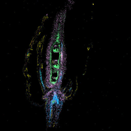 Arabidopsis thaliana spatial transcriptomic assay shows the striking cellular diversity in the plant’s flower, as each color represents a distinct cell type.