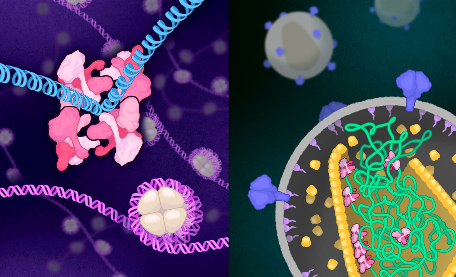 On the left is integrase in its “intasome” structure of four identical four-part complexes (pink) that connect to create one 16-part complex that locks around viral DNA (blue). On the right is integrase in its simpler four-part complex (pink), as it interacts with viral RNA (green) inside an HIV capsid.