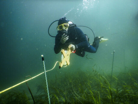 Diver measuring eelgrass beds underwater in Mariner’s Basin in San Diego.