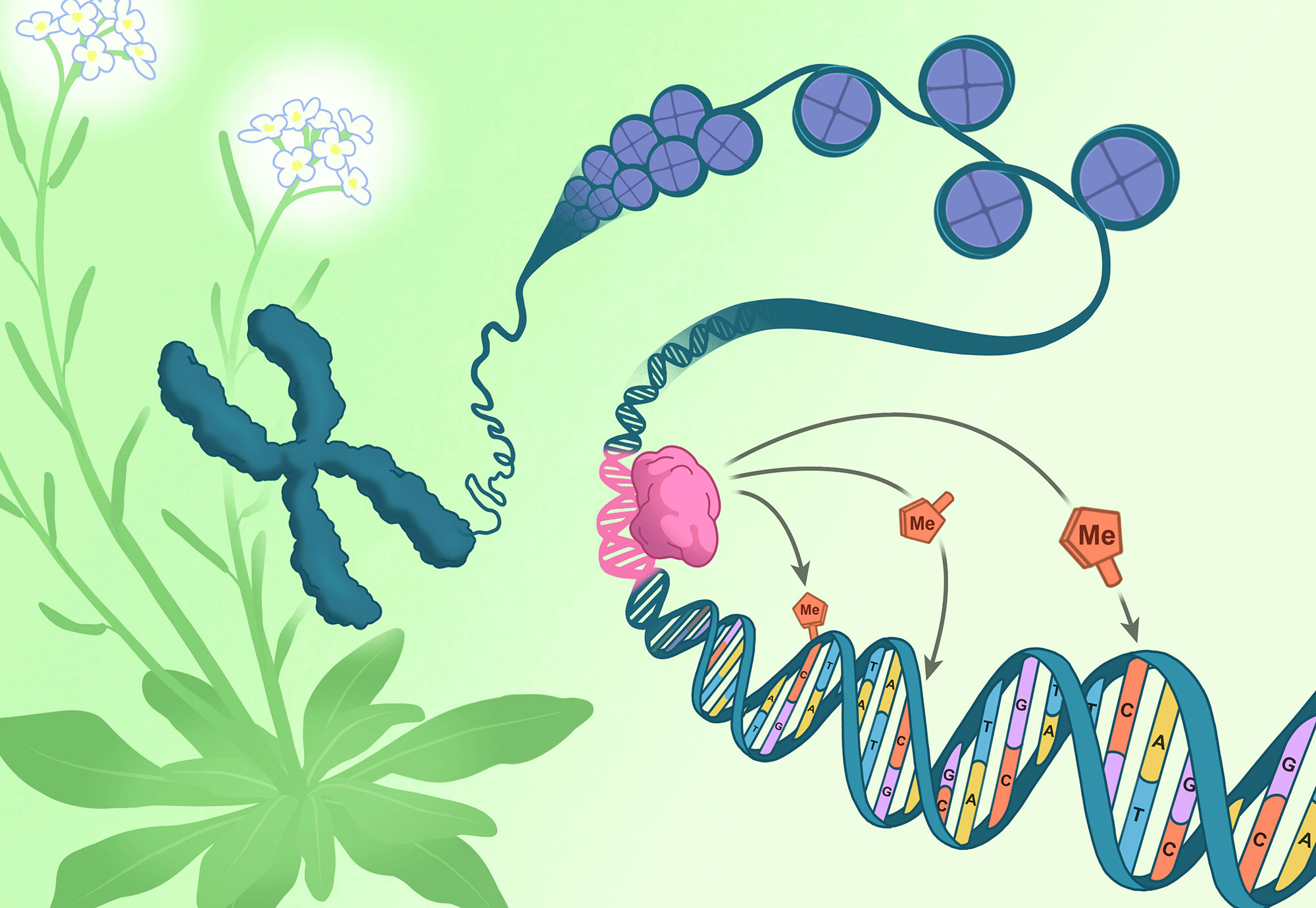 A chromosome pulled from the flowers of Arabidopsis thaliana (green and white) unspools to reveal DNA (blue) coiled around packaging-proteins called histones (purple). The direction of epigenetic changes by genetic features begins as the RIM transcription factor (pink) docks on a corresponding DNA sequence (pink). Once docked, the RIM transcription factor directs methylation machinery to tack methyl groups (orange) onto specific nearby cytosines (orange).