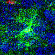 Astrocyte (green) and neuron (blue) in the mouse visual cortex.