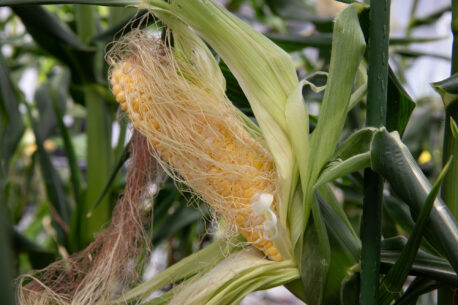 Corn is one of the three foods, alongside soybean and wheat, that contained a protein Jamie Blum, PhD, discovered helps regulate oral tolerance.