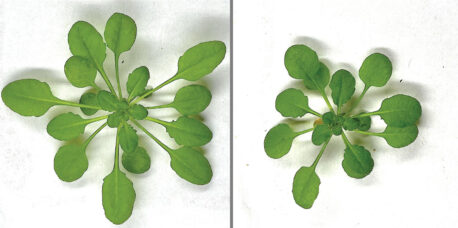 37-day-old Arabidopsis thaliana grown under either well-watered conditions (left) or subject to nine days of drought (right).