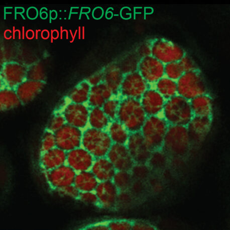 Salk researchers discover the gene Ferric Reduction Oxidase 6 (green) regulates Arabidopsis thaliana leaf size during drought.