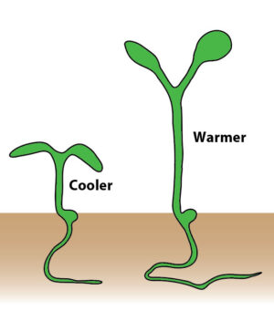 Seedlings grow longer stems under warmer conditions in a process dependent on auxin and the activity of the Auxin Response Factors (ARFs).