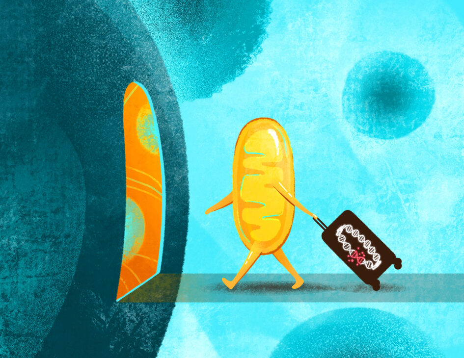 A playful representation of a mitochondrion moving into a larger cell, bringing with it the "baggage" of mutated mitochondrial DNA. Researchers at the Salk Institute developed a new platform for studying that mutated mitochondrial DNA, helping explain the ways it influences human health.