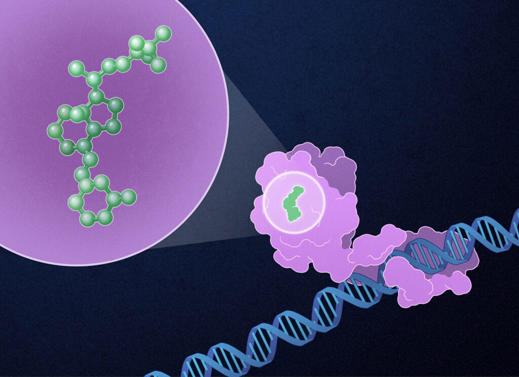 Paricalcitol (green), a synthetic vitamin D analog, binds to the vitamin D receptor (purple) within the nucleus of the target cell. The vitamin D receptor attaches to DNA (blue) and goes on to affect genetic expression and cell behavior.