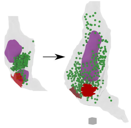 Long-term potentiation increases presynaptic terminal and mitochondrial volumes while decreasing synaptic vesicle density, as seen in control (left) versus long-term potentiation (right) conditions. 3D reconstruction from electron microscopy images of synapses shows synaptic vesicles as green spherical objects, mitochondria in purple, and active zones in red.