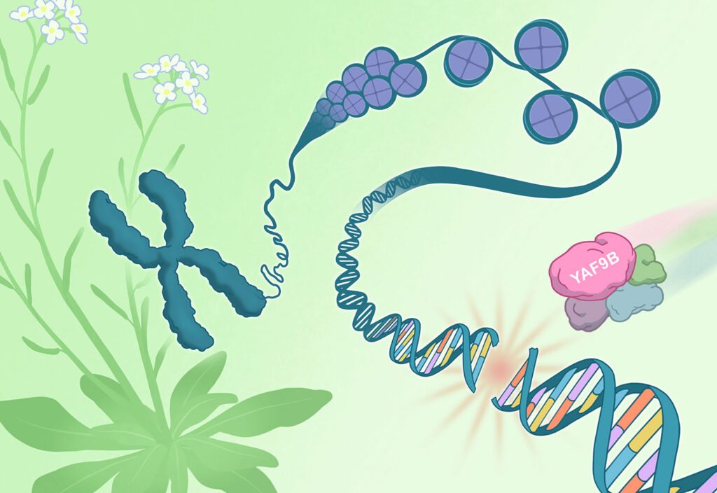 Genetic material is packaged around proteins called histones (purple) and folded into larger chromosome structures (blue) to both organize DNA within the cell’s nucleus and influence how it is accessed and maintained. Using the model plant Arabidopsis thaliana, Salk Institute scientists found that, when DNA damage is detected in vulnerable stem cell populations, the levels of the protein YAF9B (pink) increase. YAF9B works alongside other repair factors and histone modifying proteins (light purple, green, light blue) to support accurate DNA repair and maintain genome stability.