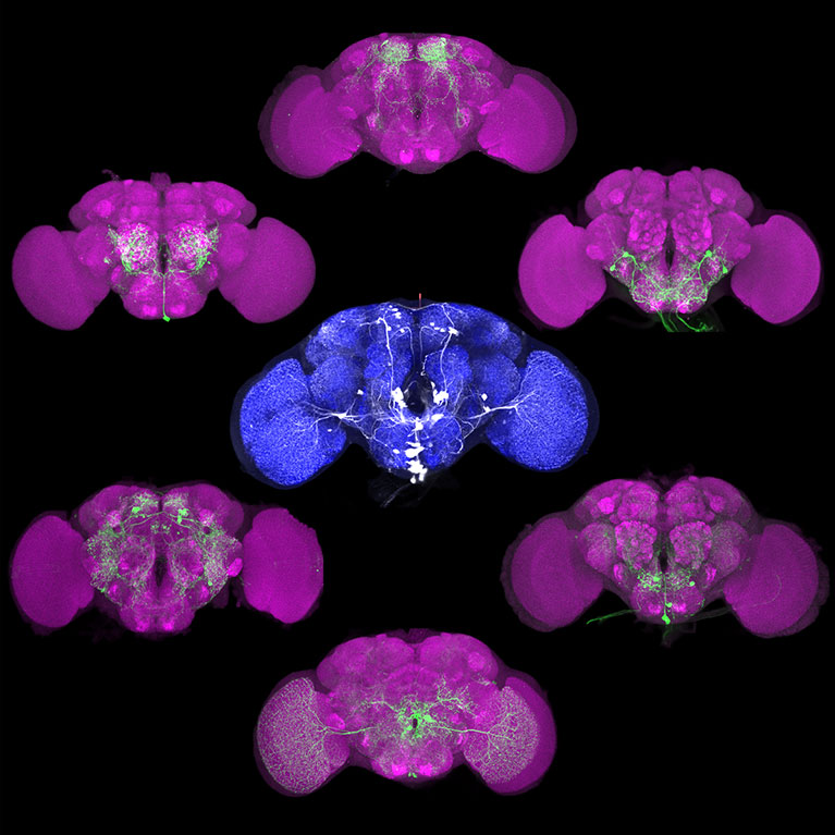 Listening to one neuron in the brain’s orchestra