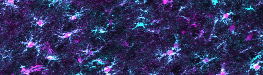 allen lab header 1 1024x293