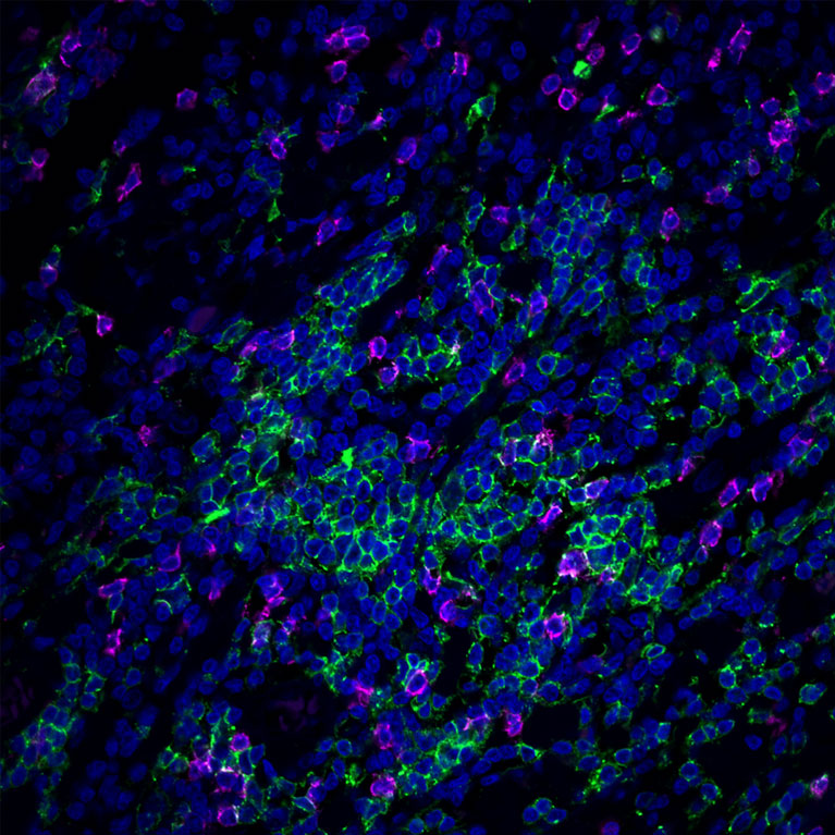 260916 pr hollern microscopy homepage image 767x767