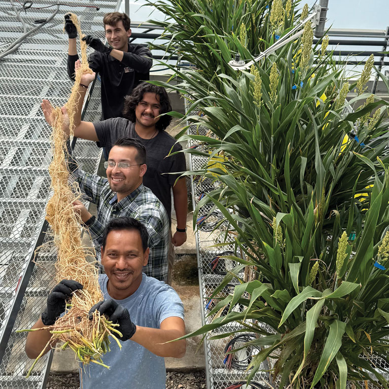 Salk Institute moves deeper-rooted crop research from lab discovery to field testing