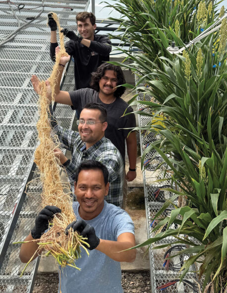 With support from the Bezos Earth Fund, scientists in Salk’s ROOTS project are creating crops with deeper, stronger, and more carbon-rich roots that contain more suberin, a natural cork-like compound that decomposes slowly. Together with beneficial soil microbes, these traits can help lock carbon in soils, making them healthier, and strengthen the resilience of food systems to drought and disease, benefiting farmers, ecosystems, and communities around the world. With support from the Bezos Earth Fund, scientists in Salk’s ROOTS project are creating crops with deeper, stronger, and more carbon-rich roots that contain more suberin, a natural cork-like compound that decomposes slowly. Together with beneficial soil microbes, these traits can help lock carbon in soils, making them healthier, and strengthen the resilience of food systems to drought and disease, benefiting farmers, ecosystems, and communities around the world.