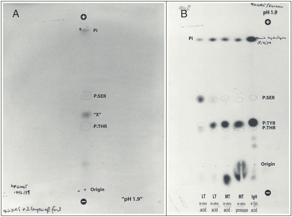 Tony Hunter’s key June 1979 experiment. An unexplained radio-labeled spot, labeled “X,” between two well-known phosphorylated amino acids, serine and threonine, turned out to be the first evidence of phosphorylated tyrosine.tyrosine