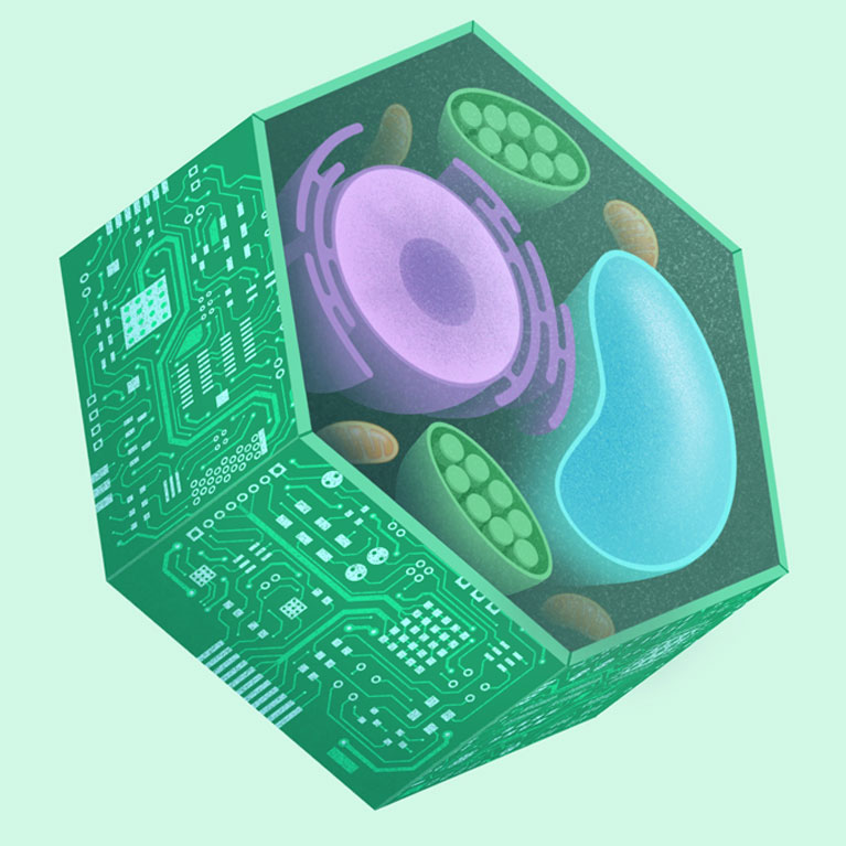 Plant cell receptor balances signals from food and foe